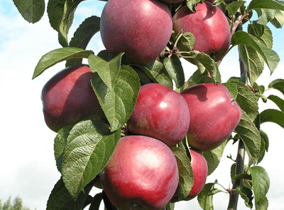 Прирост яблонь благодаря обработке препаратами ЛИСТ-ФОРТЕ - 15-27%, фото