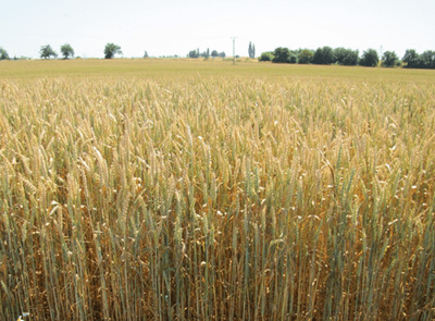 Прирост пшеницы благодаря обработке препаратами ЛИСТ-ФОРТЕ на 14-21%, фото
